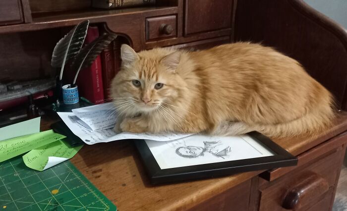 My Handsome Orange Boi. Meet Houdini