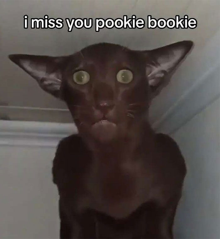 Black cat image with words on it: I miss you pookie bookie