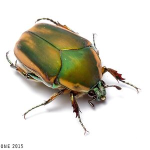 Woah Shorty (she/they)