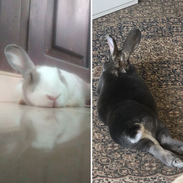Hey Pandas, Share Pictures Of Your Bunnies (Closed)