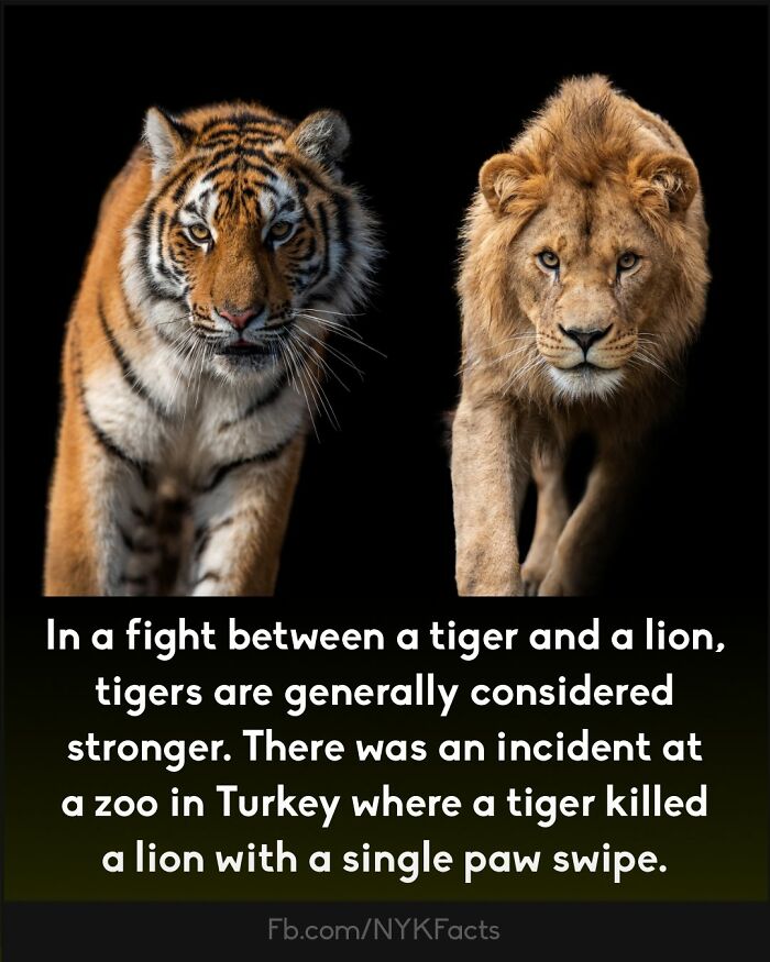 Curious-Facts-Now-You-Know