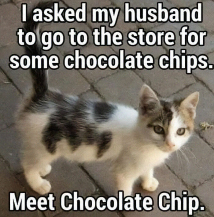 Cute-Cats-Pics-Jokes-Catsandsmiles