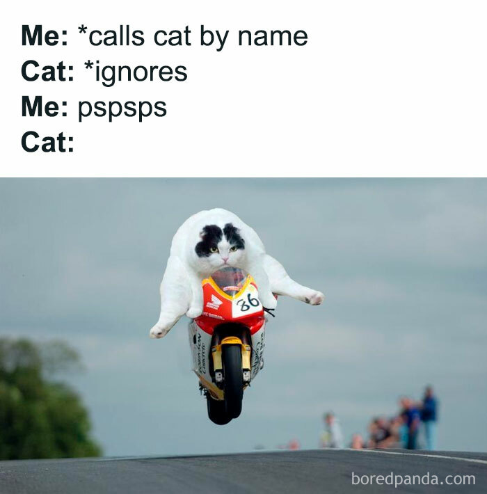 Cute-Cats-Pics-Jokes-Catsandsmiles