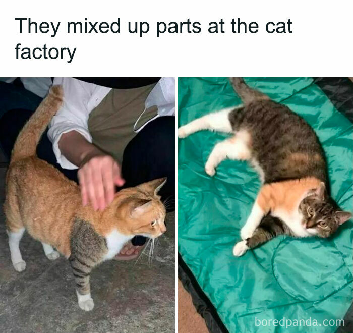 Cute-Cats-Pics-Jokes-Catsandsmiles