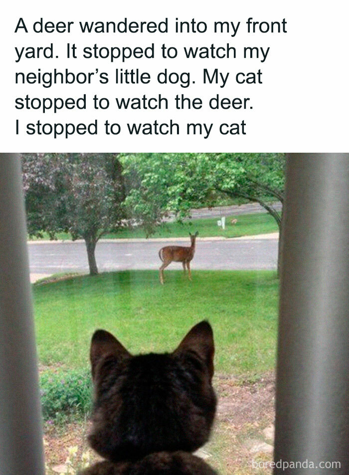 Cute-Cats-Pics-Jokes-Catsandsmiles