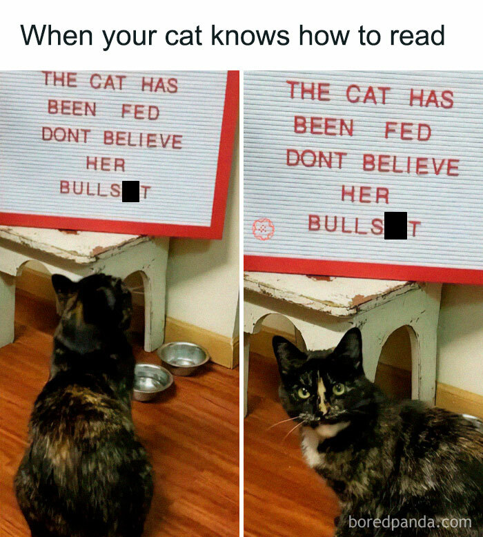 Cute-Cats-Pics-Jokes-Catsandsmiles