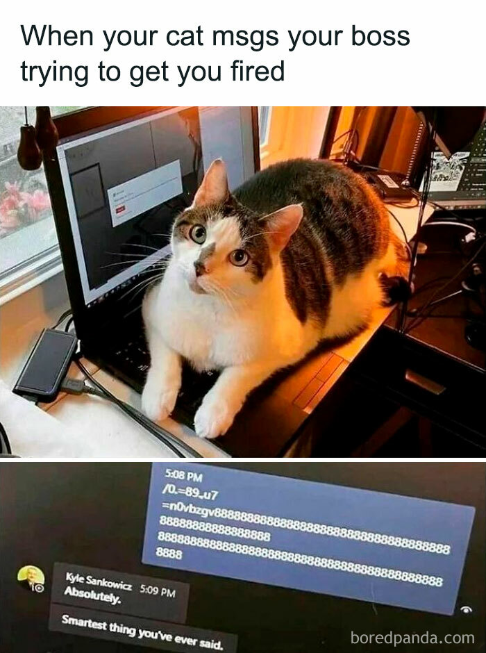 Cute-Cats-Pics-Jokes-Catsandsmiles