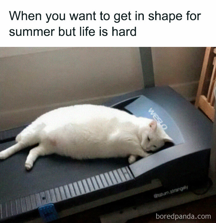 Cute-Cats-Pics-Jokes-Catsandsmiles