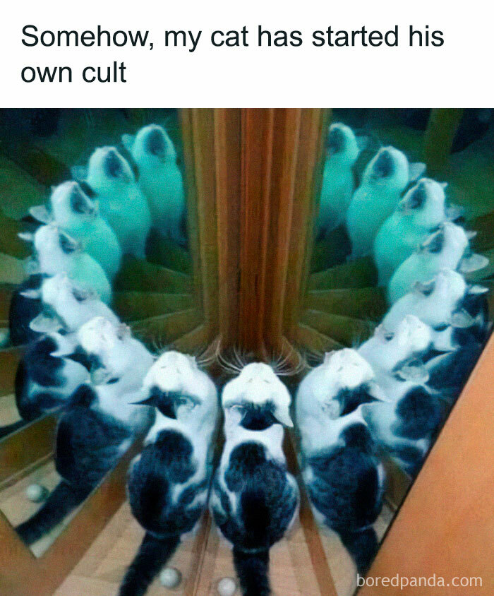 Cute-Cats-Pics-Jokes-Catsandsmiles