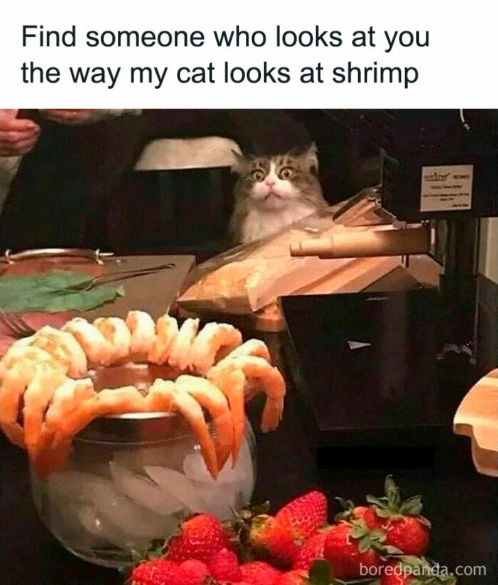 Cute-Cats-Pics-Jokes-Catsandsmiles