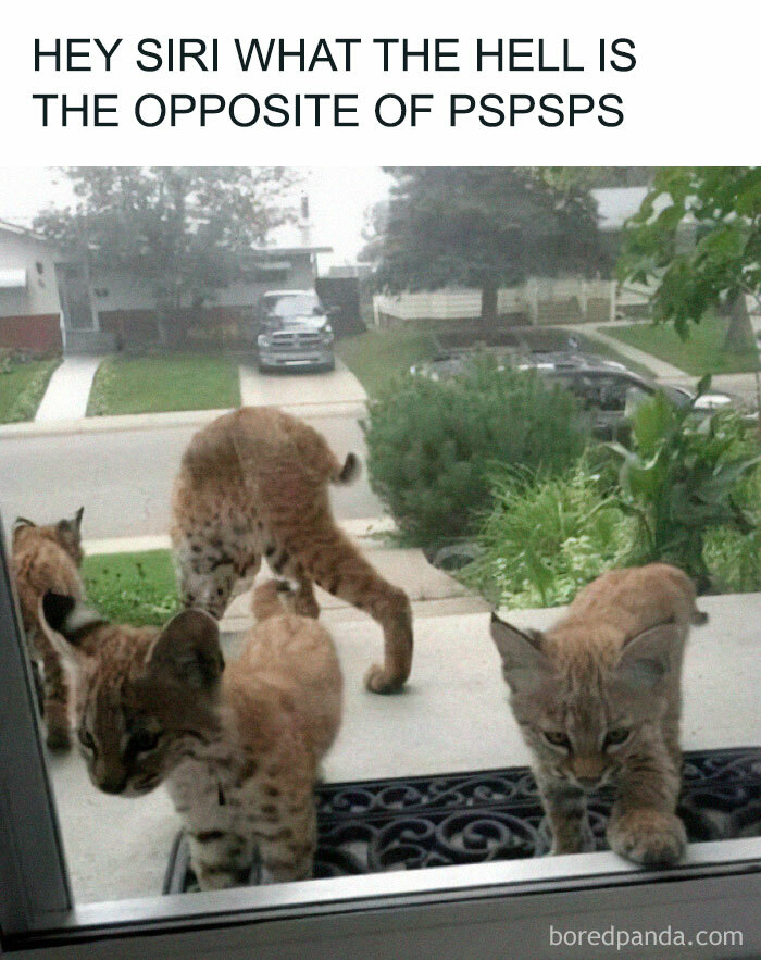 Cute-Cats-Pics-Jokes-Catsandsmiles