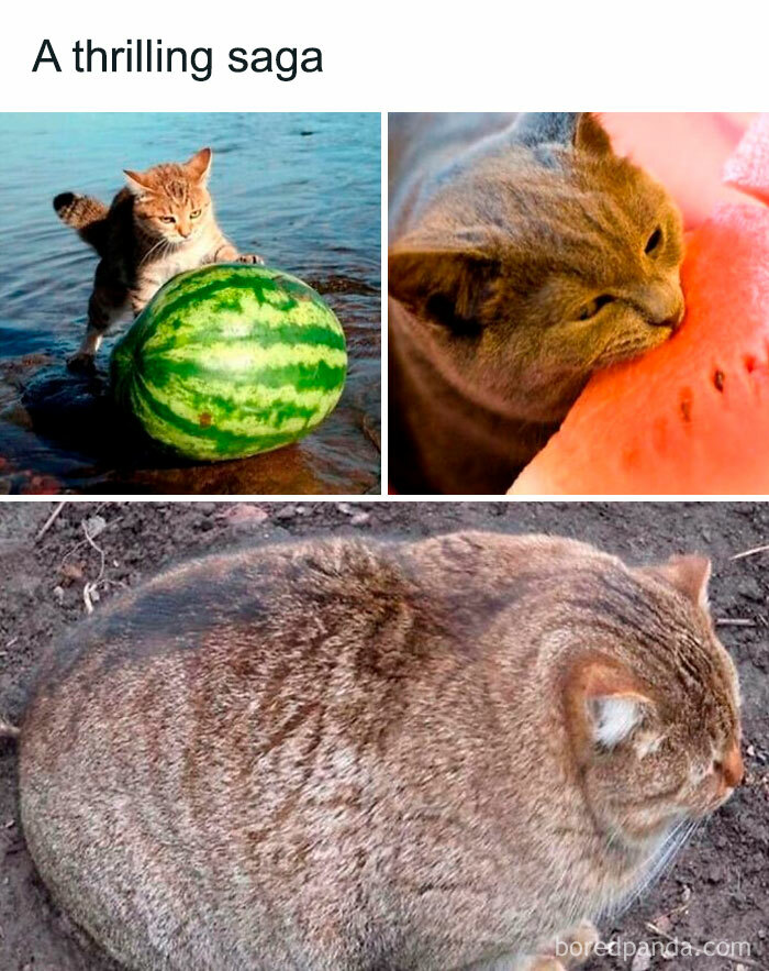 Cute-Cats-Pics-Jokes-Catsandsmiles