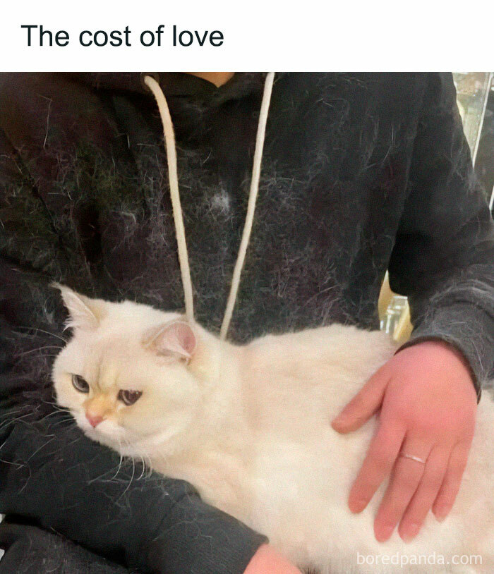 Cute-Cats-Pics-Jokes-Catsandsmiles