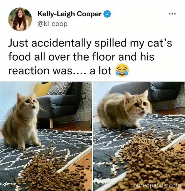 Cute-Cats-Pics-Jokes-Catsandsmiles