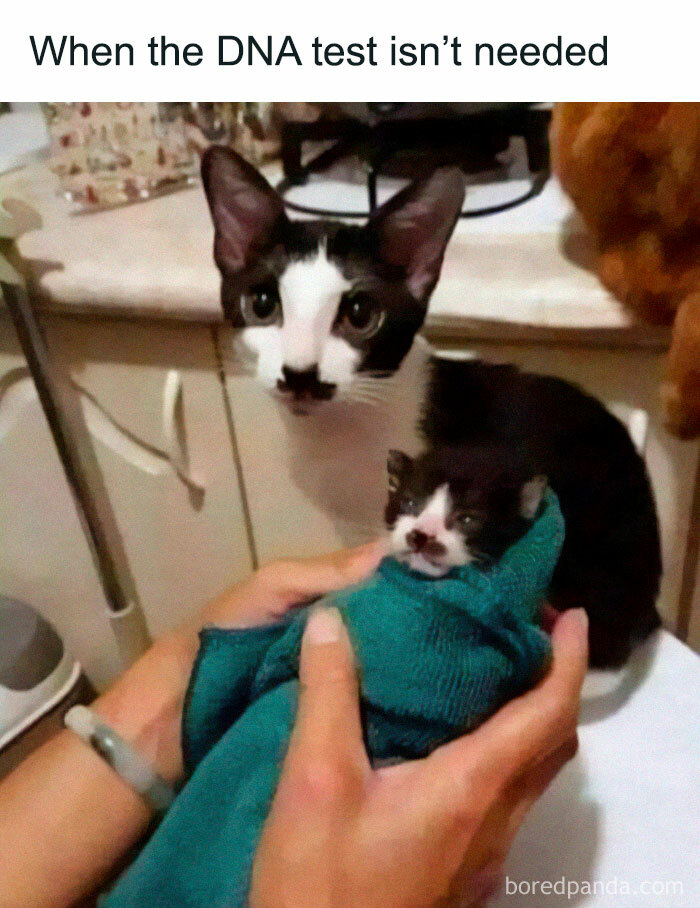 Cute-Cats-Pics-Jokes-Catsandsmiles