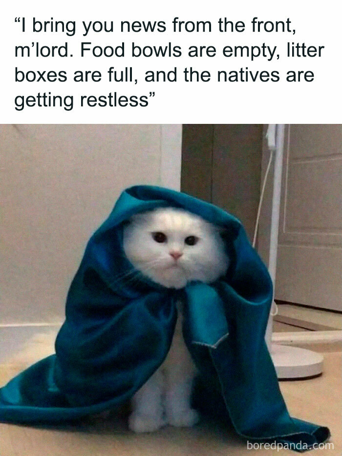 Cute-Cats-Pics-Jokes-Catsandsmiles