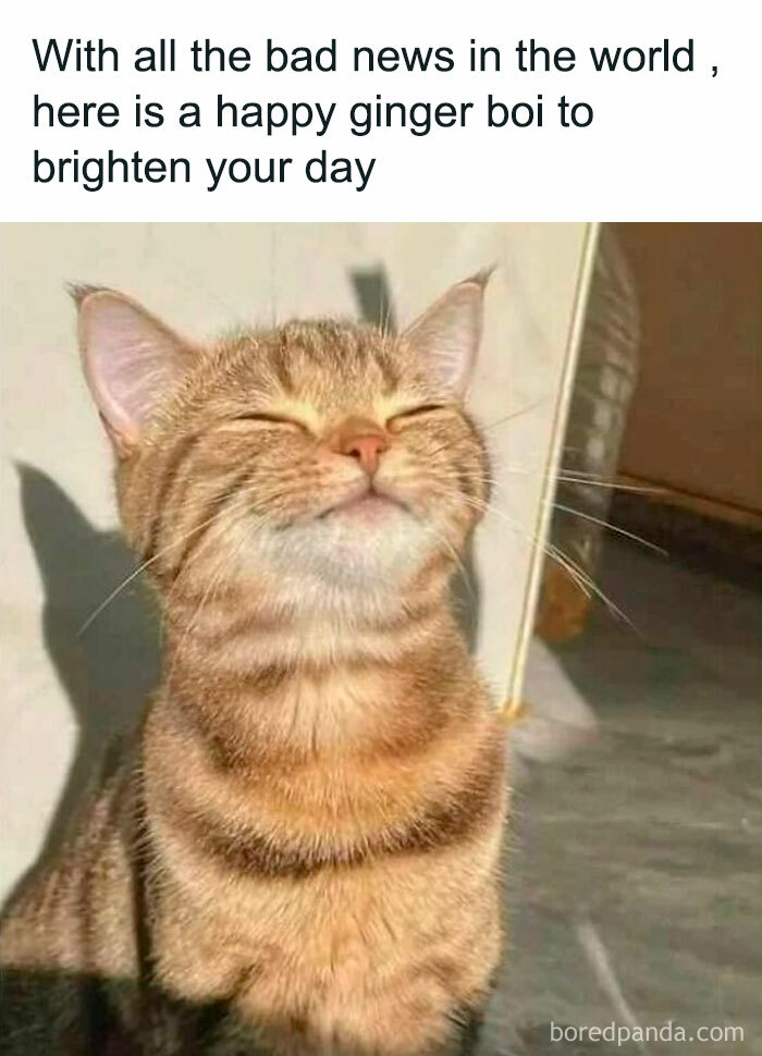 Cute-Cats-Pics-Jokes-Catsandsmiles