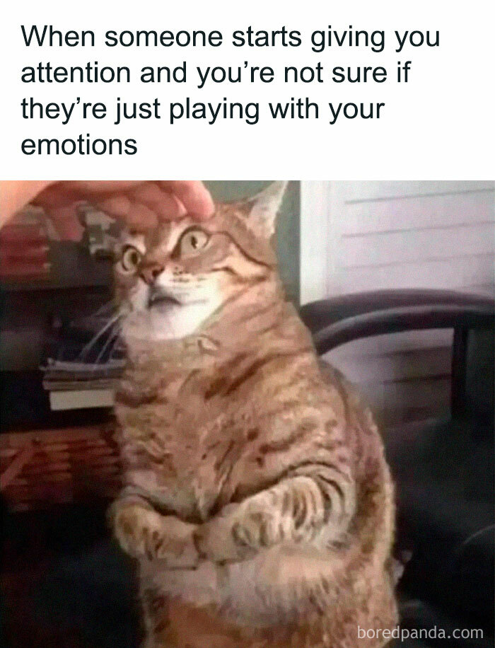 Cute-Cats-Pics-Jokes-Catsandsmiles