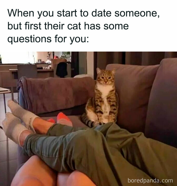 Cute-Cats-Pics-Jokes-Catsandsmiles