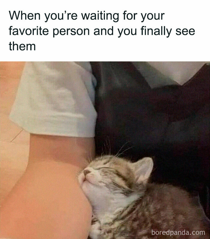 Cute-Cats-Pics-Jokes-Catsandsmiles