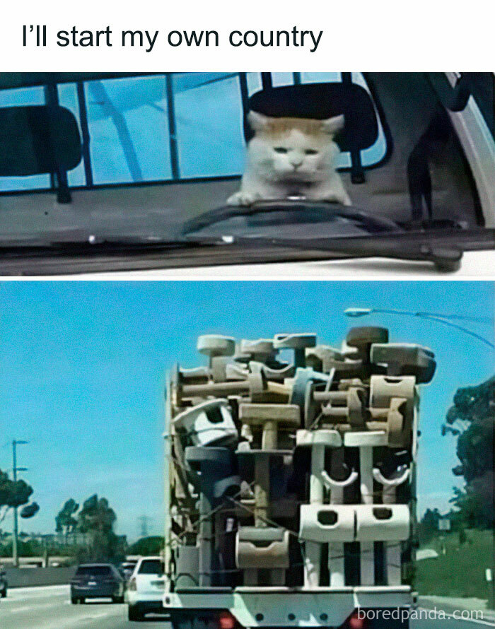 Cute-Cats-Pics-Jokes-Catsandsmiles