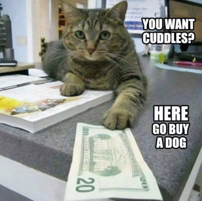 Cute-Cats-Pics-Jokes-Catsandsmiles