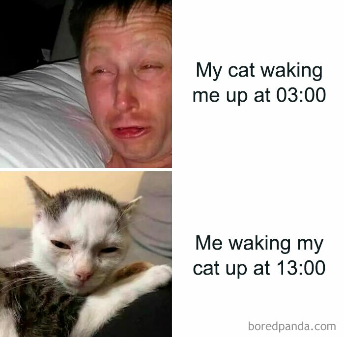 Cute-Cats-Pics-Jokes-Catsandsmiles