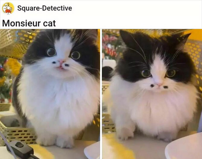 Cute-Cats-Pics-Jokes-Catsandsmiles