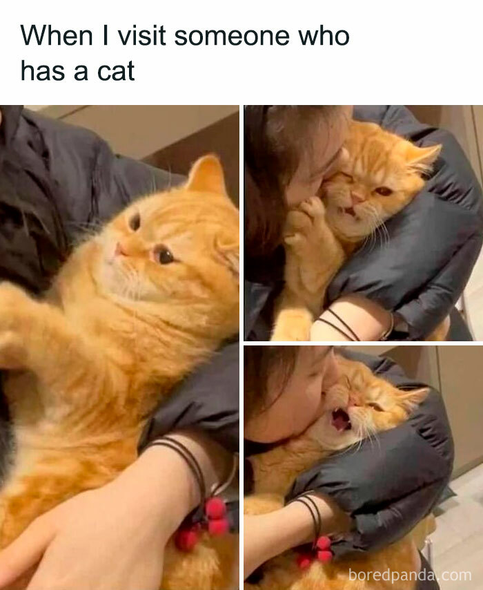 Cute-Cats-Pics-Jokes-Catsandsmiles