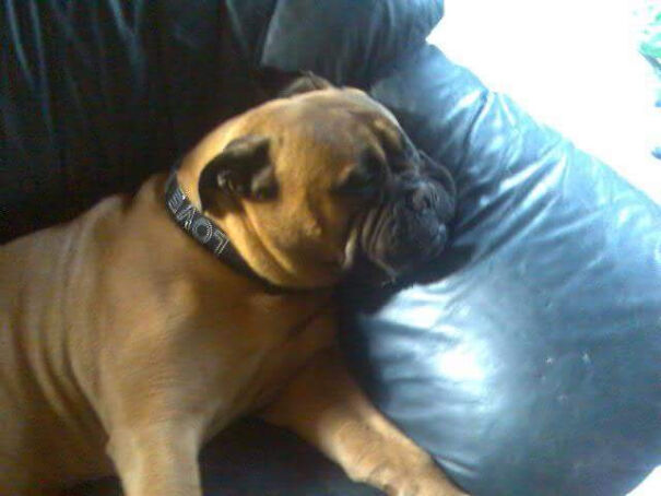 What Breed Of Dog Completed Your Personality The Best Of All.