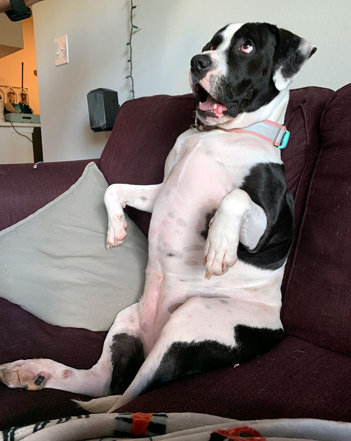 Funny animal expression: a surprised dog sitting upright on a couch with mouth open.