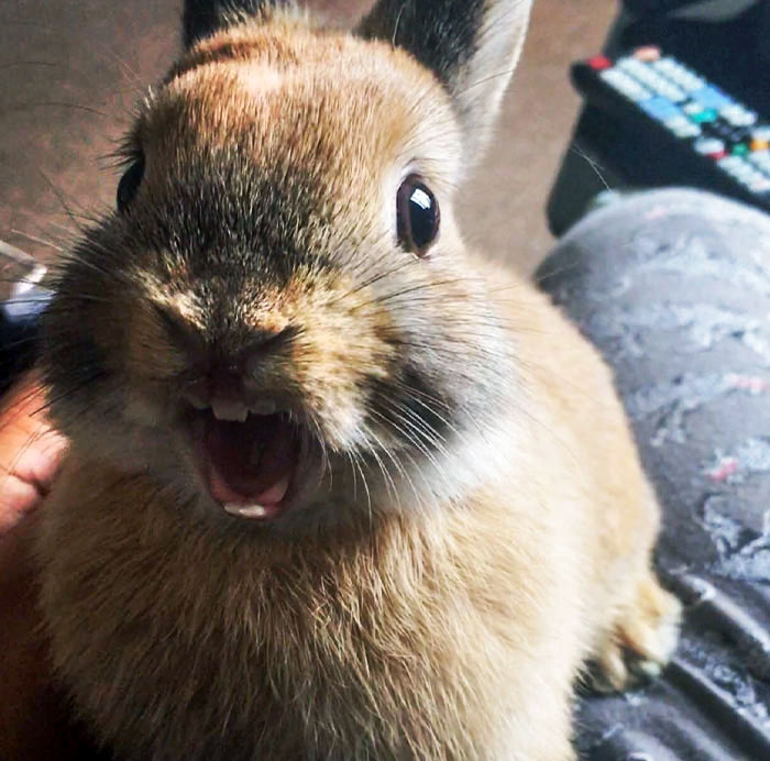 A rabbit with a comical expression, showcasing one of the funniest animal expressions in nature.