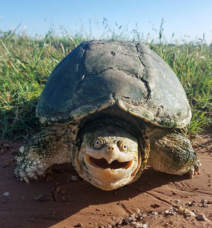 Close-up of a turtle with a funny expression, appearing to smile amidst a grassy background.