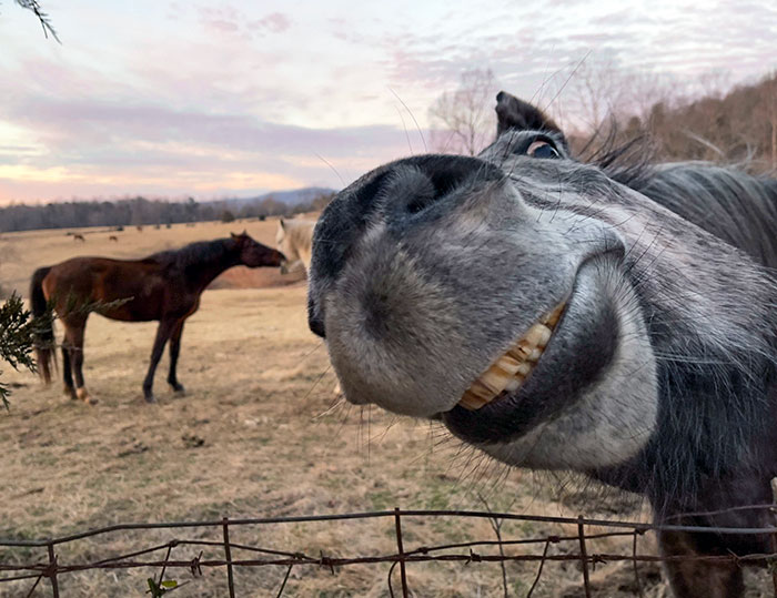 Funny animal expression of a horse grinning at the camera in a pasture at sunset.