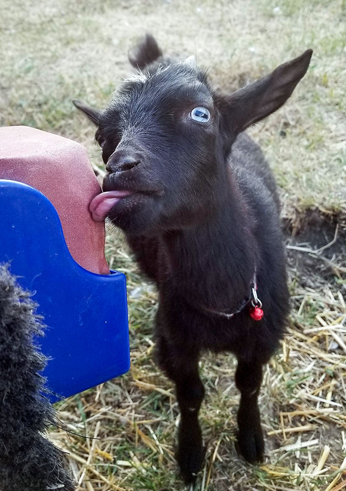 A playful goat licking a block, showcasing a funny animal expression in nature.