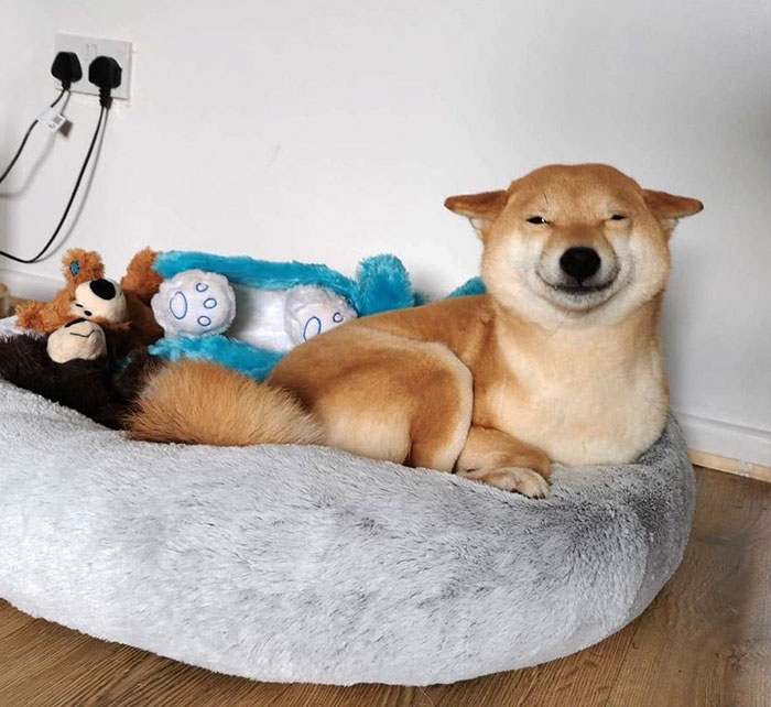 Smiling dog lying in a plush bed with toys around, showcasing a funny animal expression.