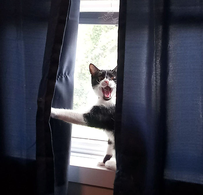 Black and white cat with a funny expression peeking through curtains, caught on camera.