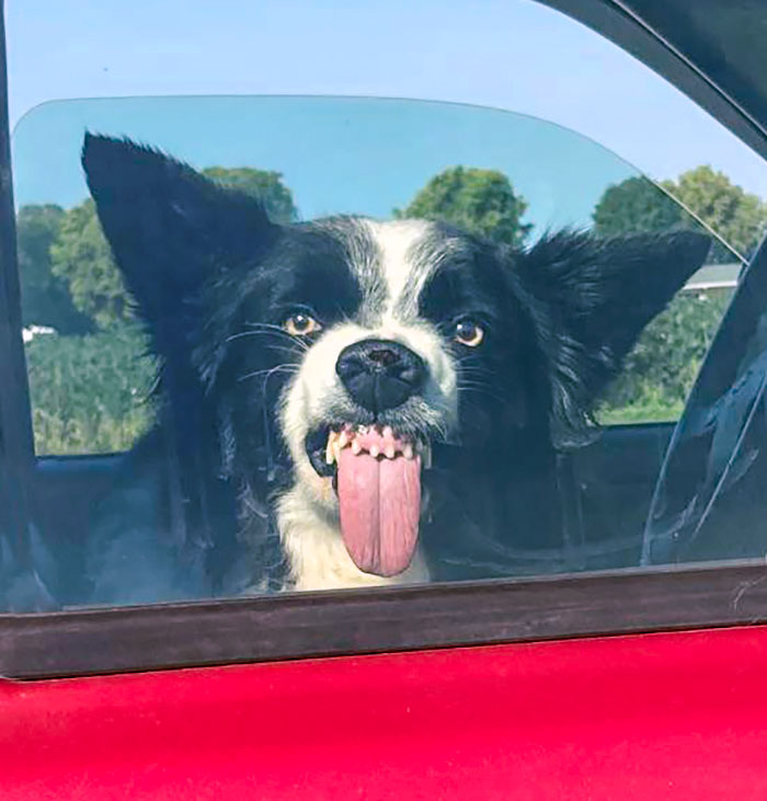 Funniest animal expression of a dog with its tongue out and ears perked up through a car window.