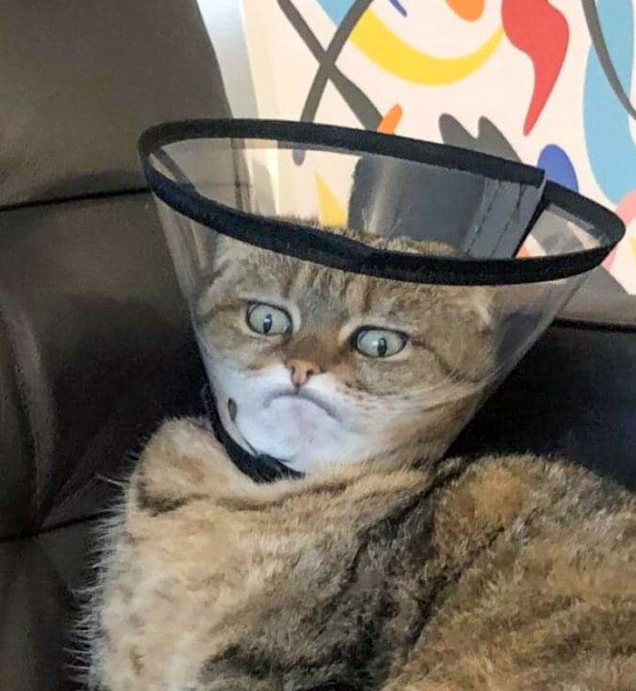 Cat with a humorous expression wearing a cone collar on a couch, showcasing funny animal expressions.