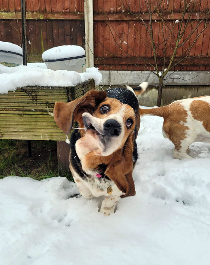 Funny dog expression with flapping ears in the snow, capturing a humorous animal moment outdoors.