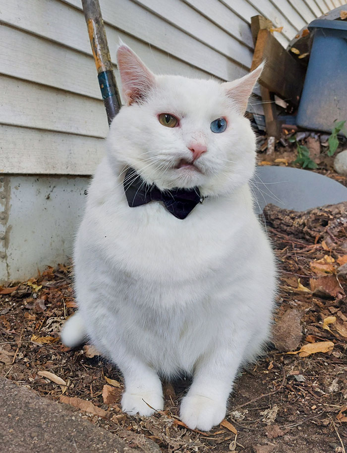 White cat with heterochromia wearing a bow tie, displaying a funny expression in a backyard setting.