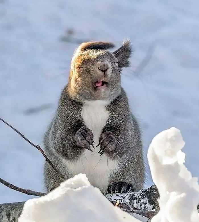 A squirrel with a funny expression stands on a snowy branch, its eyes closed and mouth open.