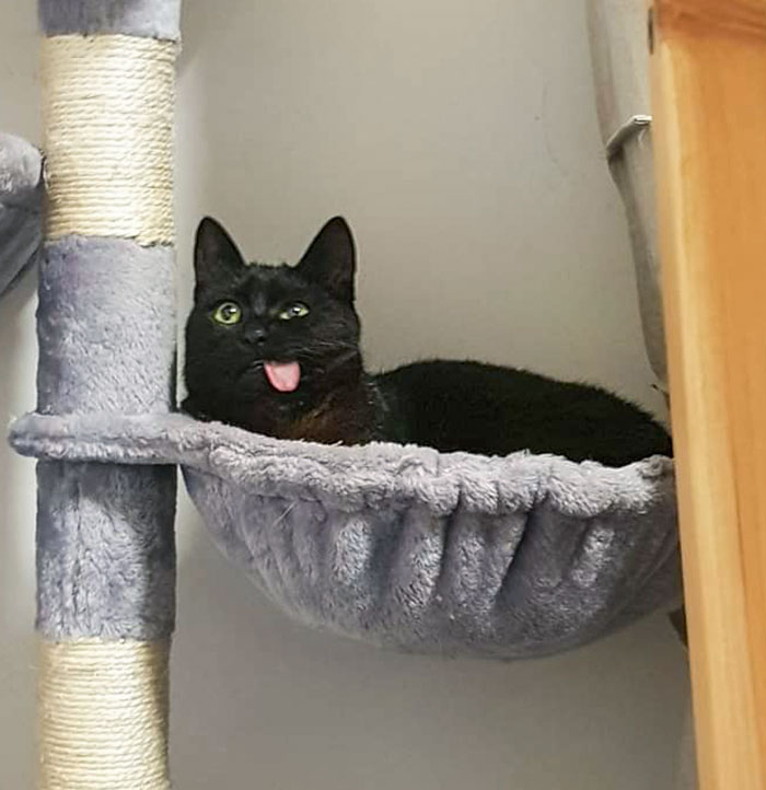 Black cat with tongue out in a hammock-like bed, showing a funny animal expression.