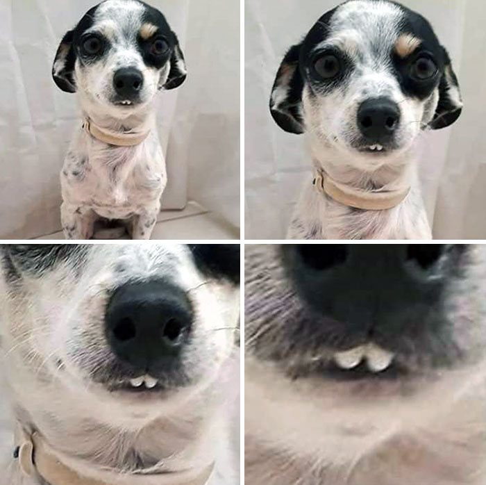 Funny animal expression: a small dog with a toothy grin captured in a humorous series of close-up shots.