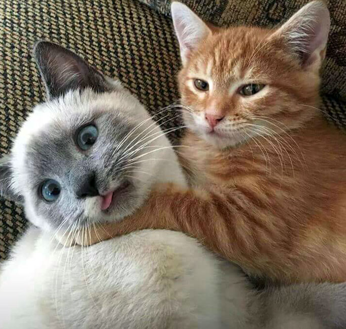 Two cats cuddling, one with a funny expression and tongue out, showcasing humorous animal expressions.