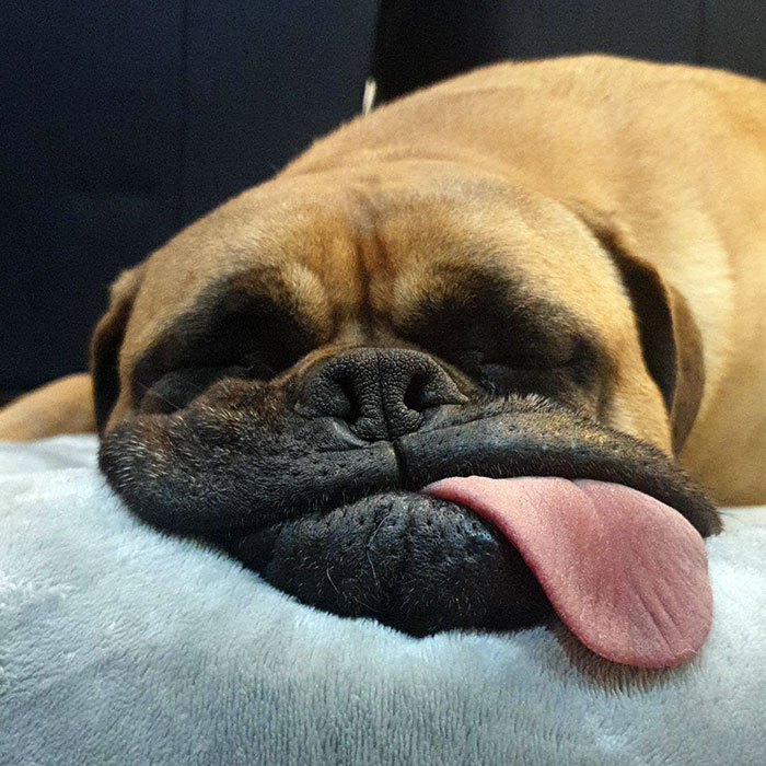 A dog making a funny expression with its tongue out while resting on a blanket.