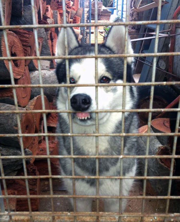 Husky behind a wire fence showing a funny expression with a toothy grin.