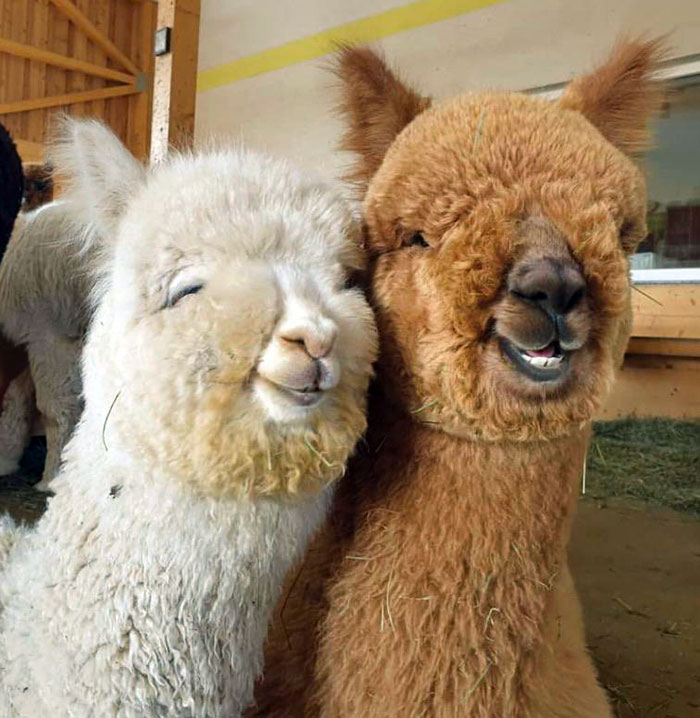 Funny animal expressions of two alpacas smiling indoors.