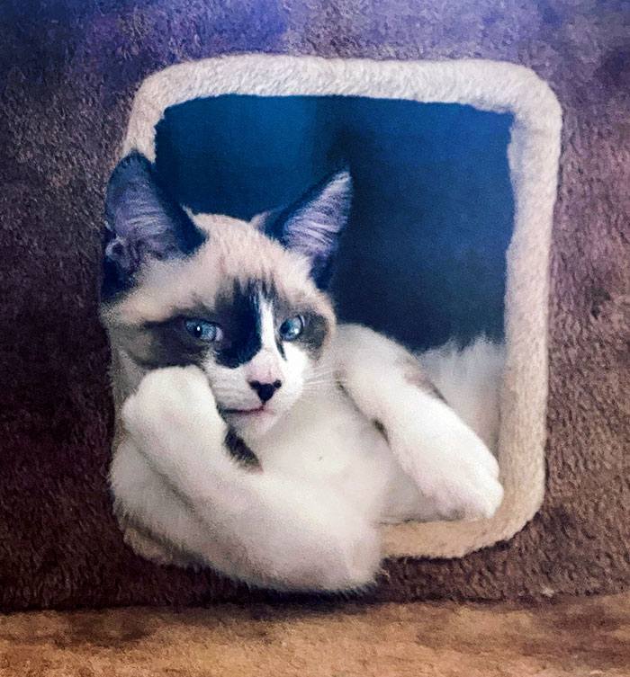 Cat with a humorous expression lounging in a cat bed, showcasing funny animal expressions.
