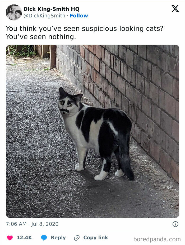 A cat with a funny expression and mustache-like markings stands in an alley, embodying amusing animal expressions.